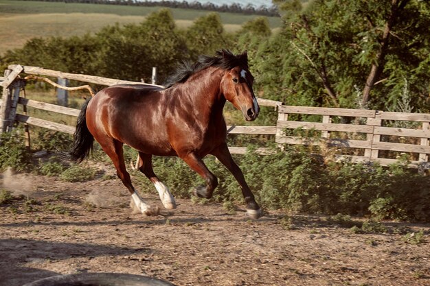 Paard dat in de zomer in de paddock op het zand loopt. Dieren op de boerderij.