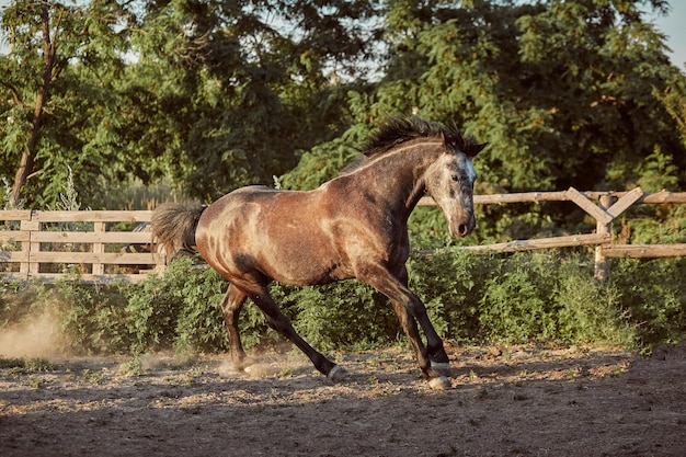 Gratis foto paard dat in de zomer in de paddock op het zand loopt. dieren op de boerderij.