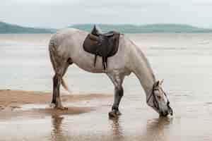 Gratis foto paard drinkwater op het strand