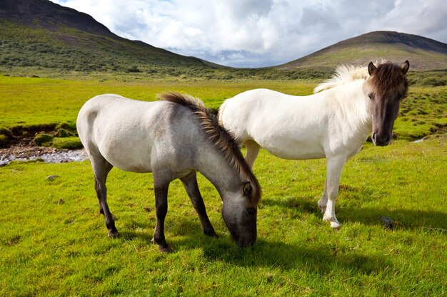 Paard in IJsland
