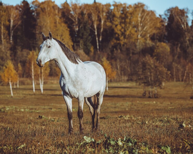 Gratis Foto paard lopen