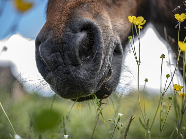 Paard op de weide in de lente