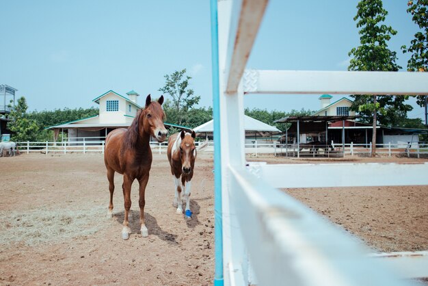 Paard op paardenboerderij