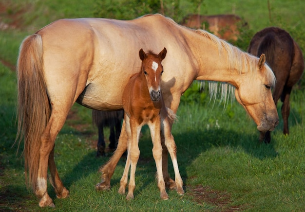 Paard