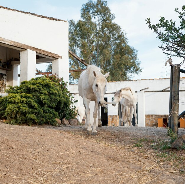 Paarden die vrij rondlopen op de boerderij