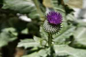 Gratis foto paarse bloem genaamd spear thistle groeit in het gras