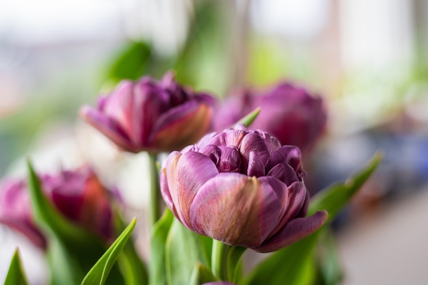 Paarse bloemen in de tuin op een zonnige dag