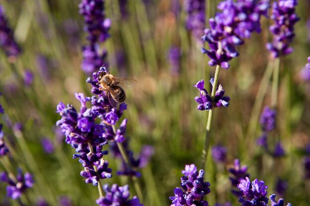 Paarse bloemen overdag omgeven door gras