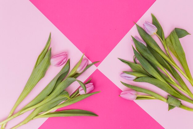 Paarse en roze tulpen trossen