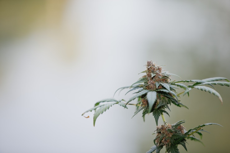 Gratis Foto paarse hennep bloeit medicinale cannabis.