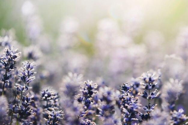 Paarse lavendel in een veld macro-opname