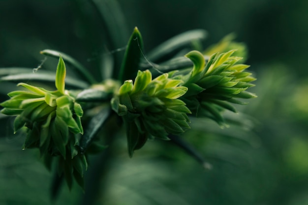 Gratis foto paarse mooie bloem in bloei