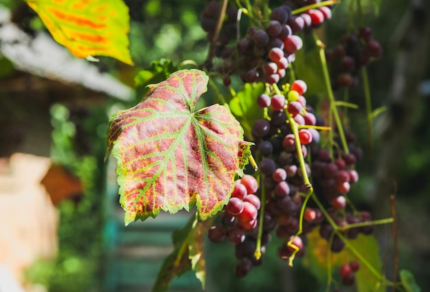 Paarse rijpe druiven in de buurt van het huis. wijn maken. herfstdag op boerenerf. oogst tijd. ecologisch fruit voor veganisten. gele bladeren in de zonnestralen.