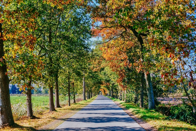 Pad in het park met hoge bomen in de herfst