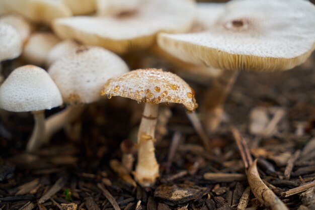 Paddestoelen gezien close-up