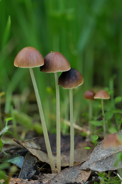 Paddestoelen op de grond