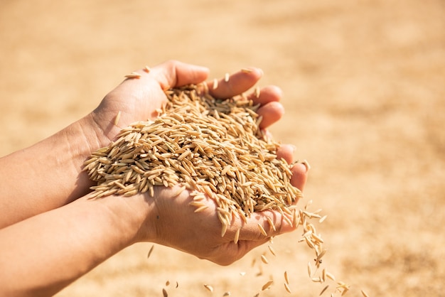 Padie in de oogst, de goudgele padie in de hand, boer met padie bij de hand, rijst.