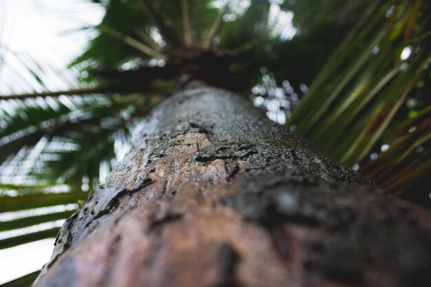 Palm Close-up