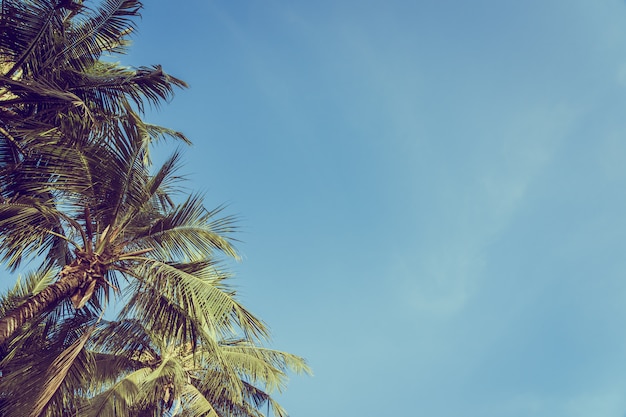 Palm van de lage hoek de mooie kokosnoot met blauwe hemelachtergrond