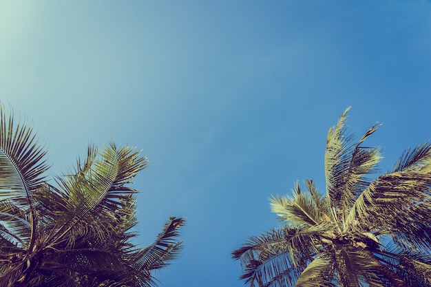 Palm van de lage hoek de mooie kokosnoot met blauwe hemelachtergrond