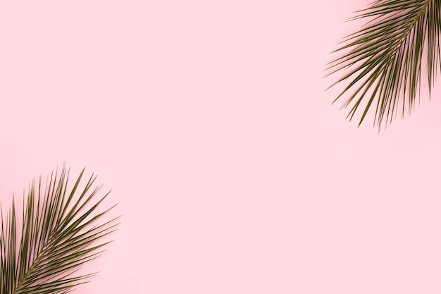 Palmbladen op de hoek van roze achtergrond