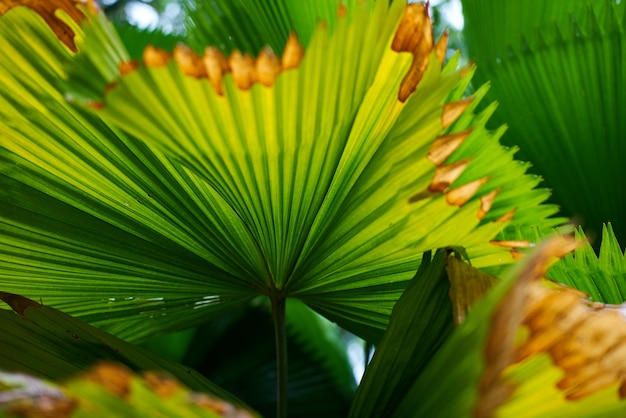 Palmbladeren met droge tips