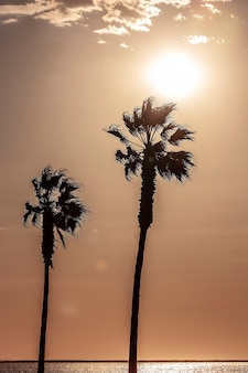 Palmbomen en kleurrijke lucht met prachtige zonsondergang Premium Foto