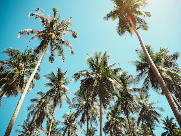 Palmbomen in de zomer