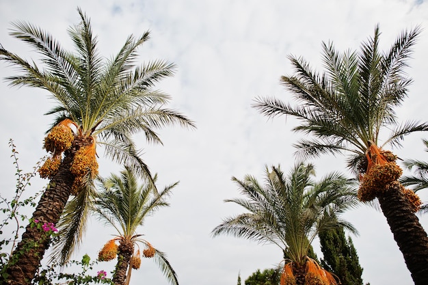 Gratis foto palmbomen met rijpe dadels in bodrum turkije