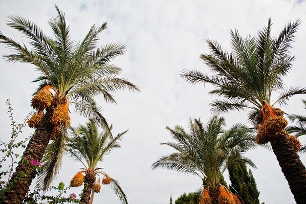 Palmbomen met rijpe dadels in Bodrum Turkije