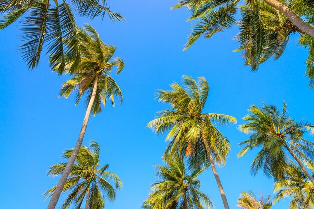 Palmbomen op een mooie dag