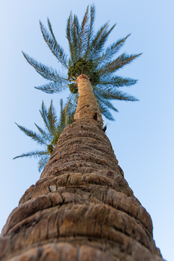 Gratis Foto palmbomen