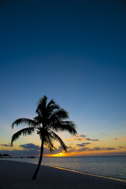 Palmboom aan de kust bij het strand met een mooie hemel