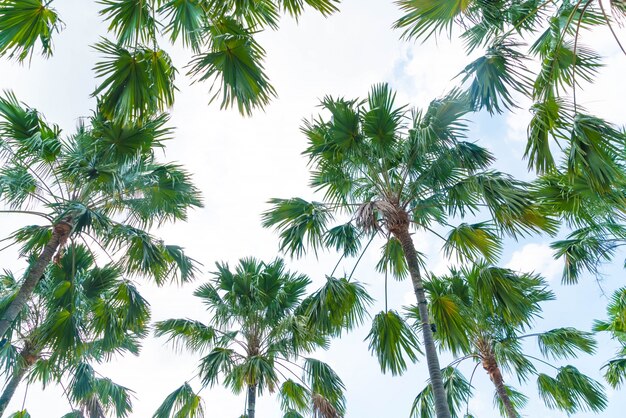 palmboom op de hemel