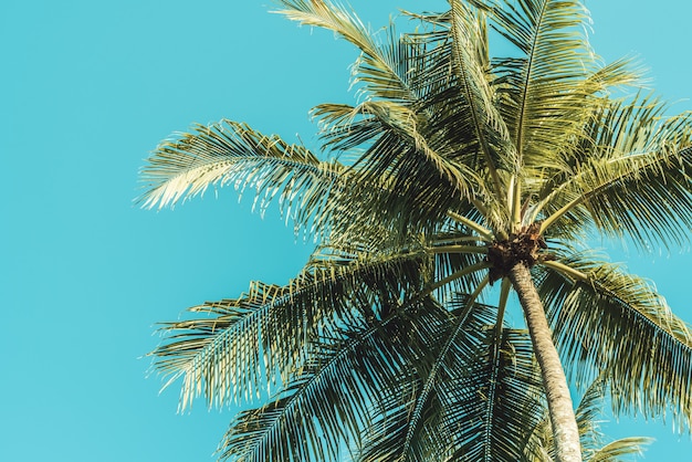 Gratis foto palmboom op hemel