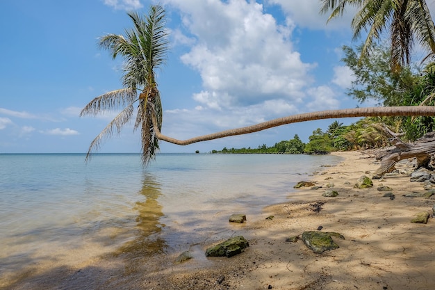 Palmboom op het strand, leunend op de zee onder het zonlicht en een blauwe lucht