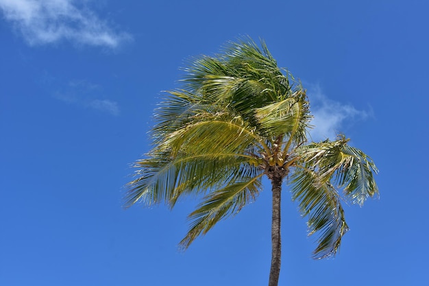 Palmboom tegen blauwe lucht met kokosnoten onder de palmen