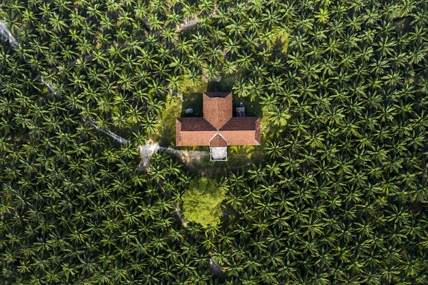 Palmboomplantage met huis