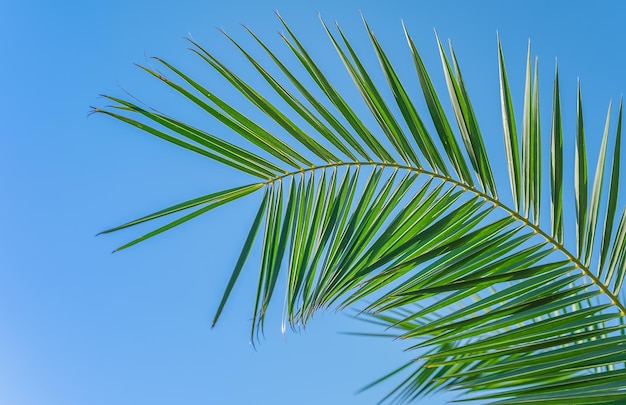 Palmboomtak op blauwe hemelachtergrond vrije ruimte voor tekst screensaver idee of achtergrond voor reclame voor natuurlijke cosmeticaproducten en bureaubladachtergronden zomervakantie aan de middellandse zee