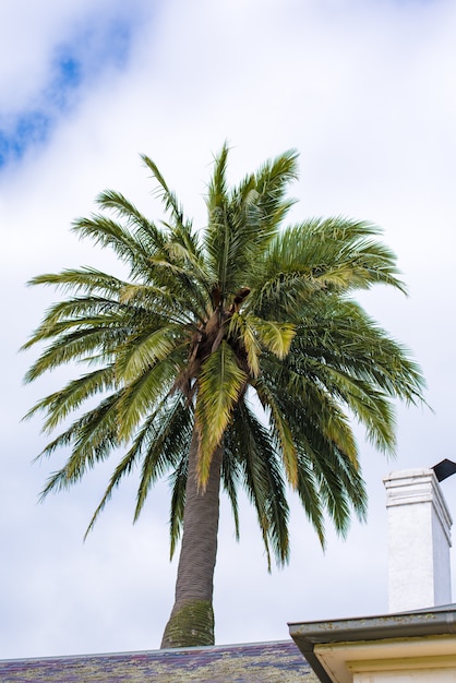 Palms Gedeeltelijk