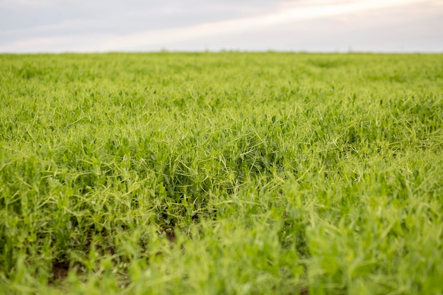 Gratis foto panorama van de landbouwgrond