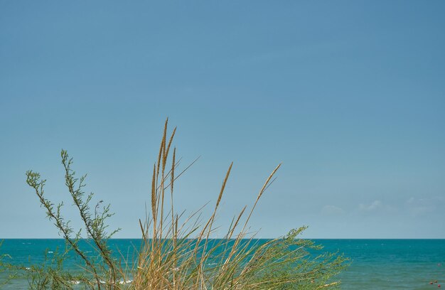 Panorama van de zee met zandduinen focus op het gras wazig blauwe hemel achtergrond zomer weekend achtergrond voor screensaver of behang voor scherm of reclame vrije ruimte voor tekst