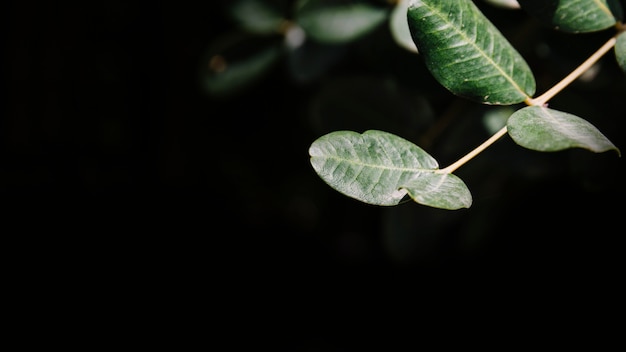 Panorama van tak met groene bladeren op zwarte achtergrond