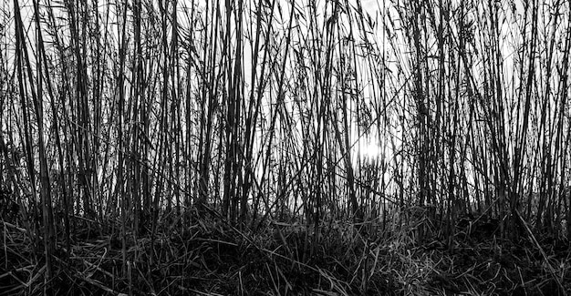 Panoramische opname in grijstinten van hoge takken van planten