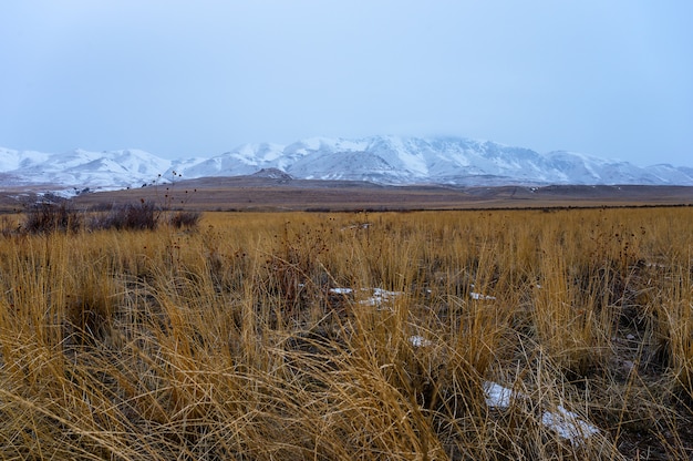 Panoramische opname van een grasland met besneeuwde bergen op de achtergrond