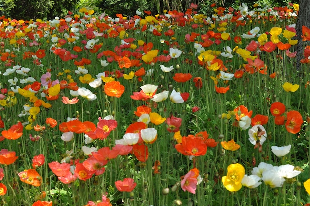 Papaver veld