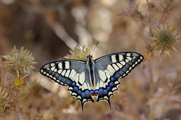 Papilio machaon met zijn levendige kleuren