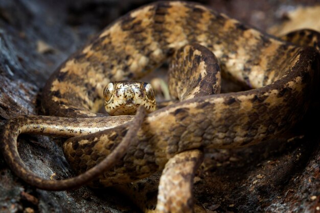 Pareas carinatus slapend in een cirkel van bovenaf gezien