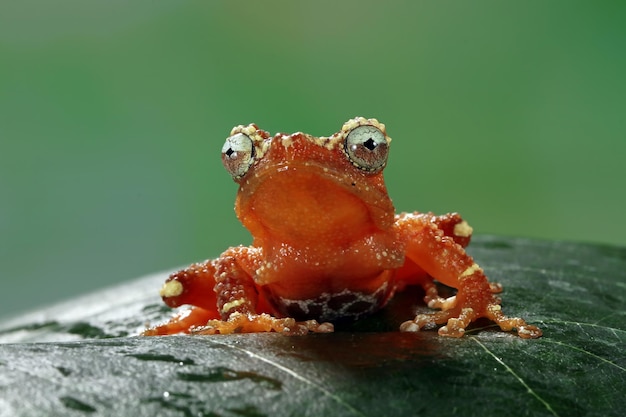 Gratis foto parelachtige boomkikker op groene bladeren nyctixalus margaritifer close-up