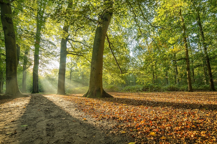 Gratis Foto park bedekt met bomen onder het zonlicht
